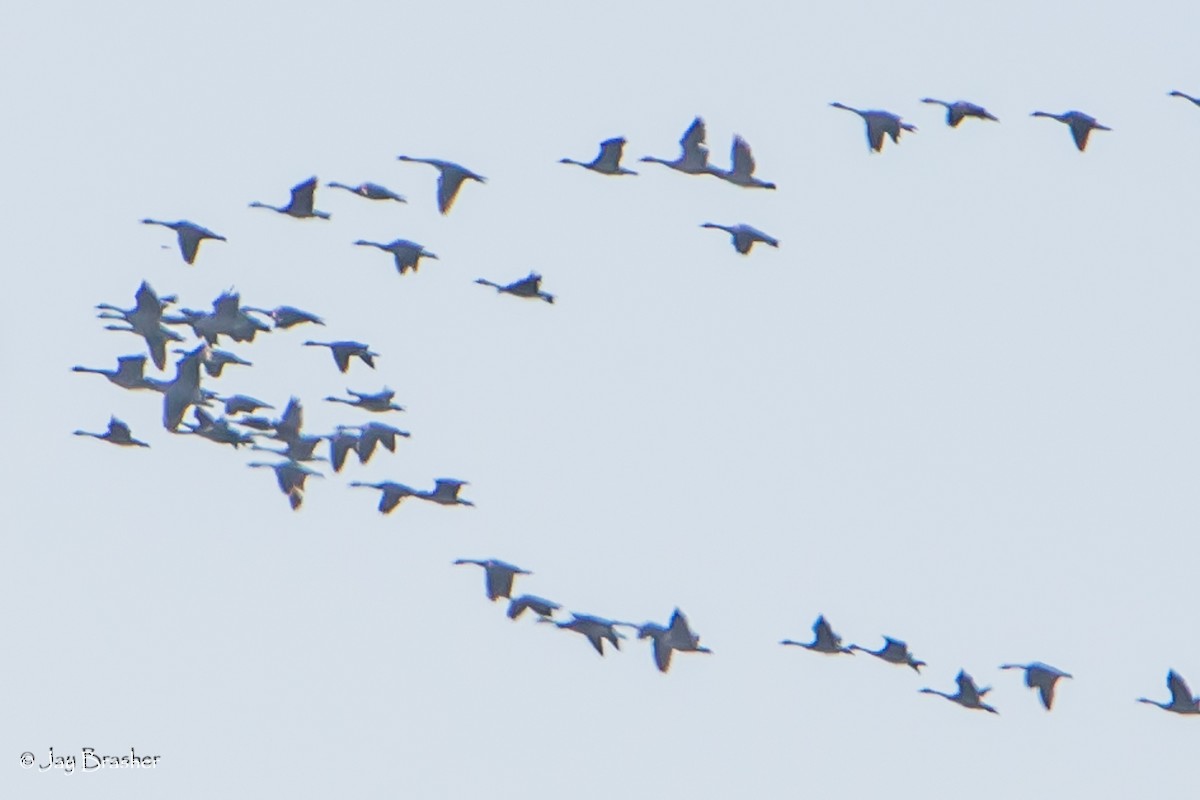 Bernache du Canada - ML644494086