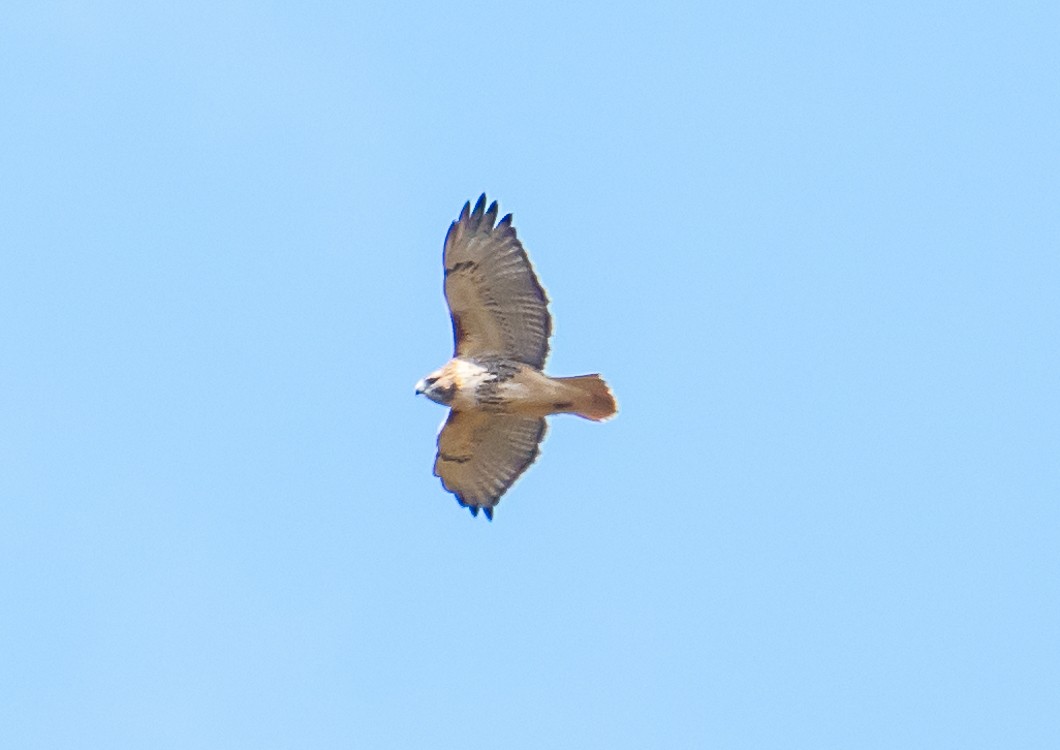 Red-tailed Hawk - ML644494097
