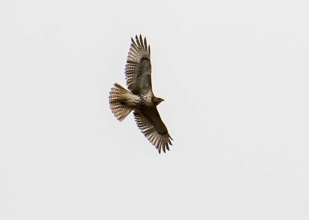 Red-tailed Hawk - ML644494098