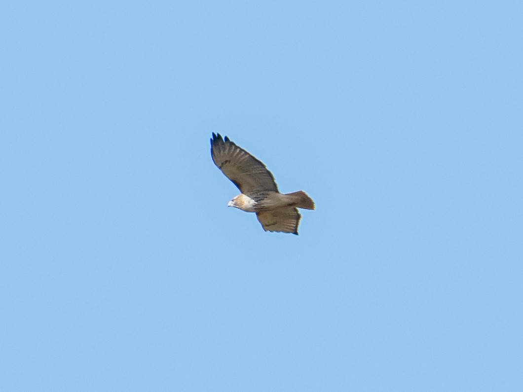 Red-tailed Hawk - ML644494099