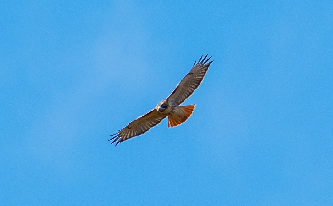 Red-tailed Hawk - ML644494100