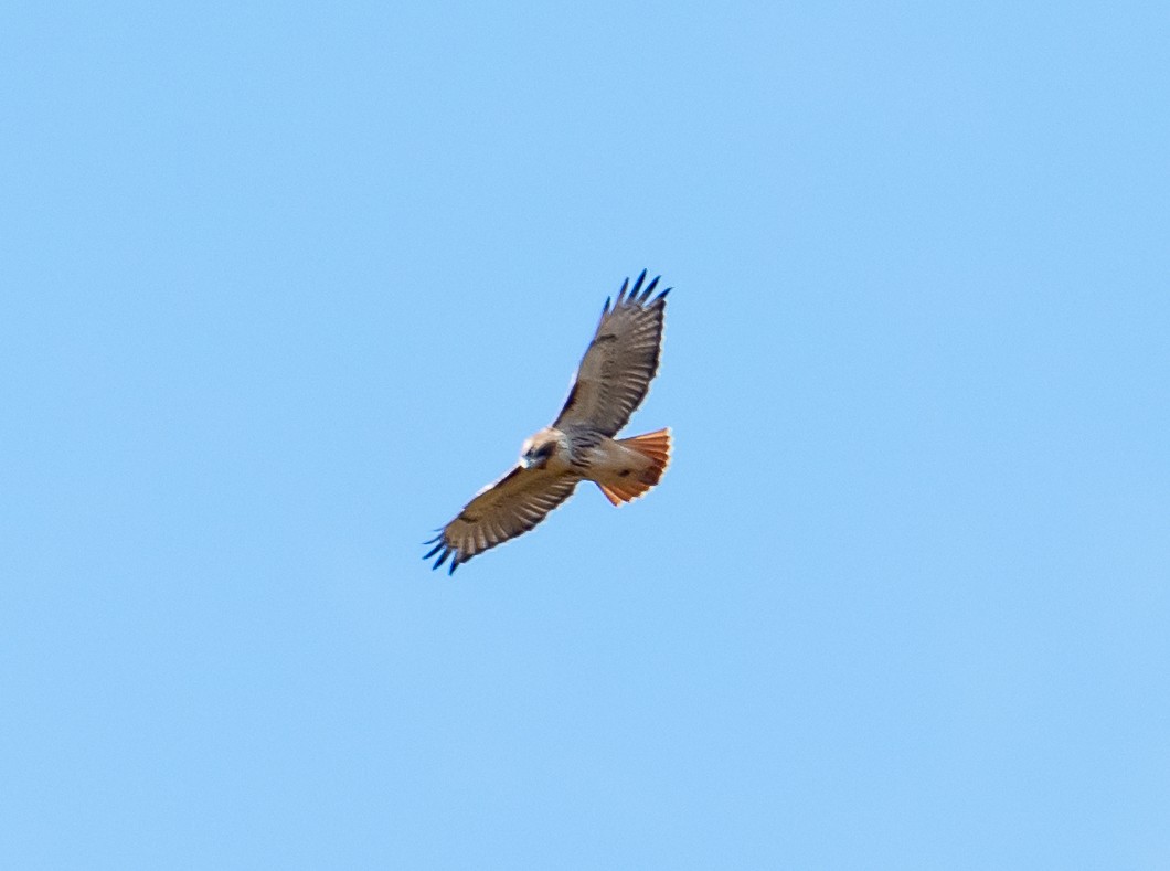Red-tailed Hawk - ML644494101