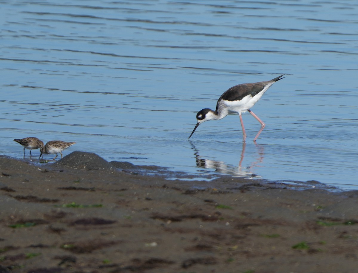 Кулик-довгоніг американський - ML644494115