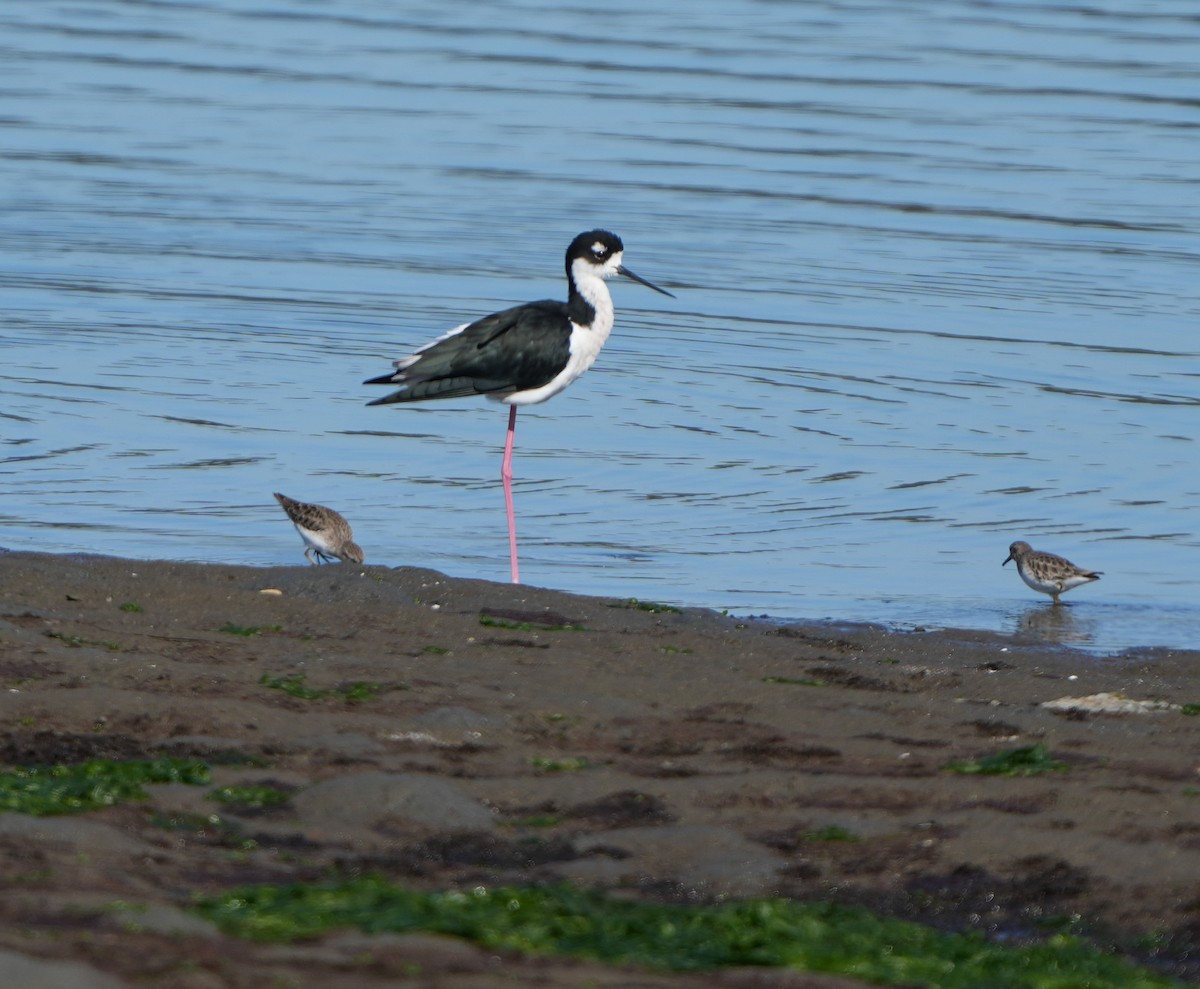 Кулик-довгоніг американський - ML644494116