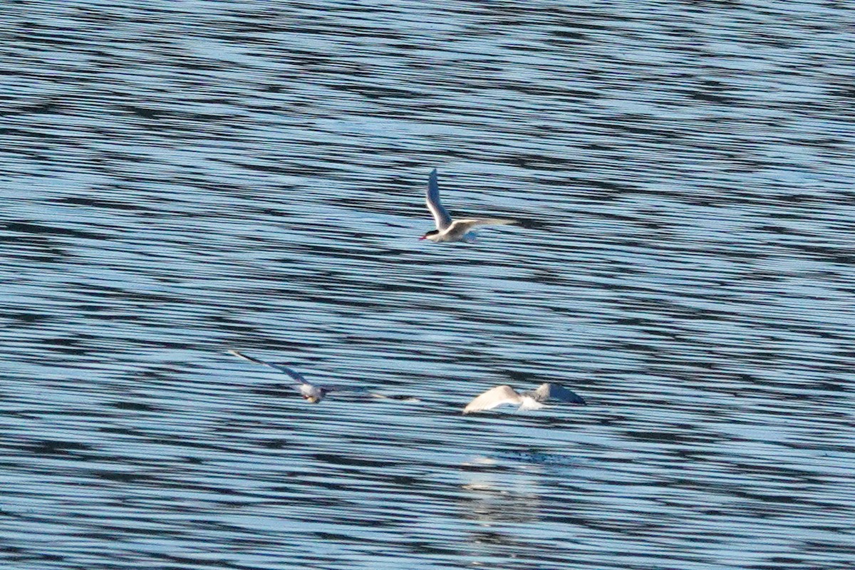 South American Tern - ML644494119