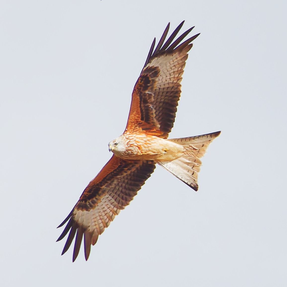 rødglente - ML644494130