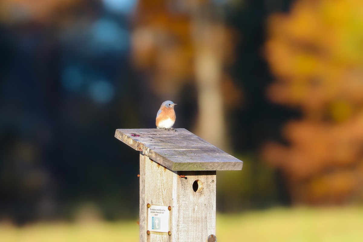 Eastern Bluebird - ML644494132