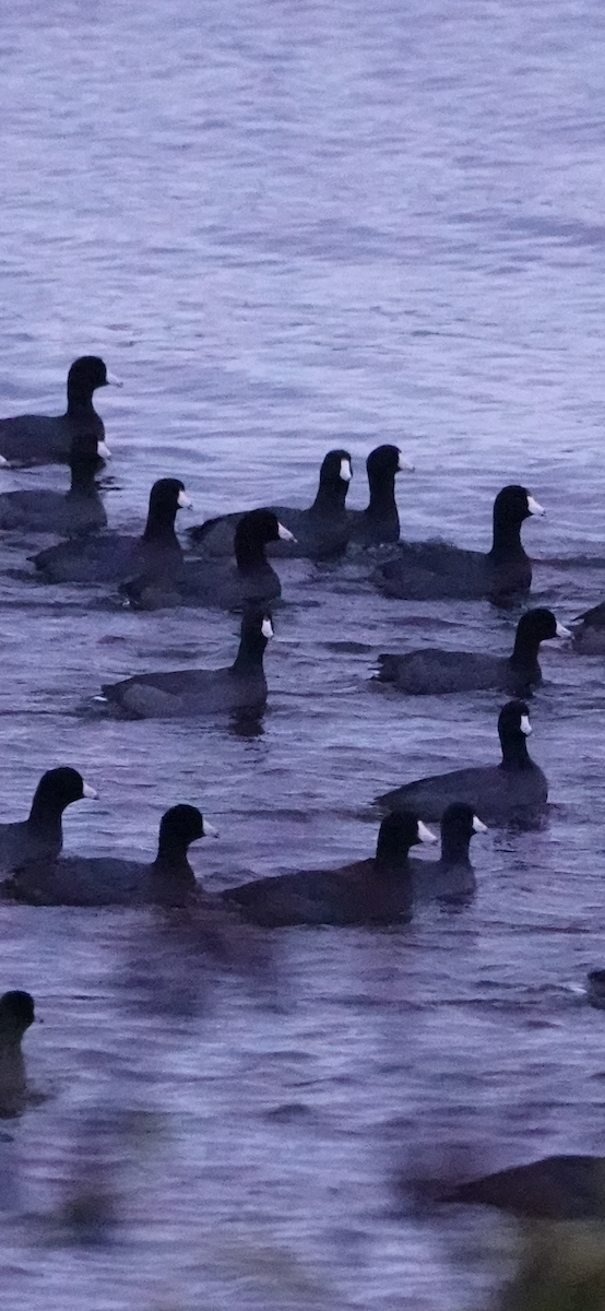 Indianerblässhuhn - ML644494149