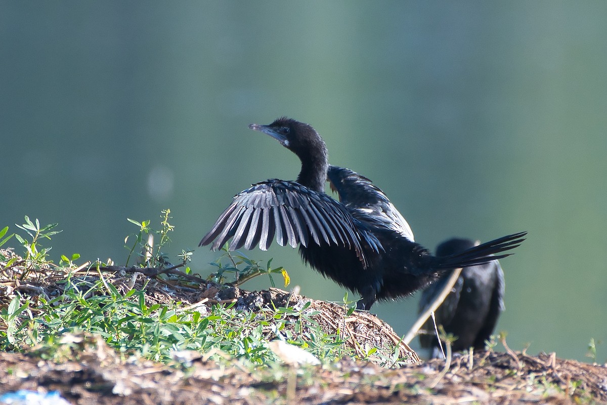 Little Cormorant - ML644494150