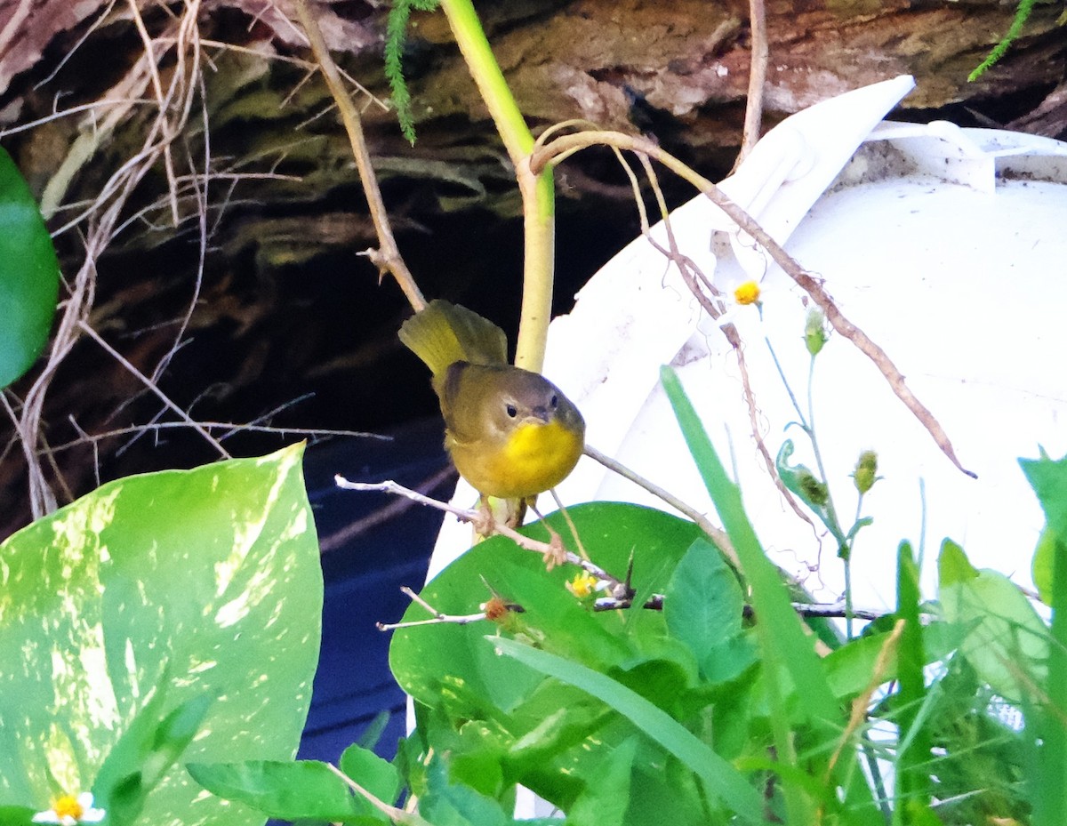 Common Yellowthroat - ML644494156