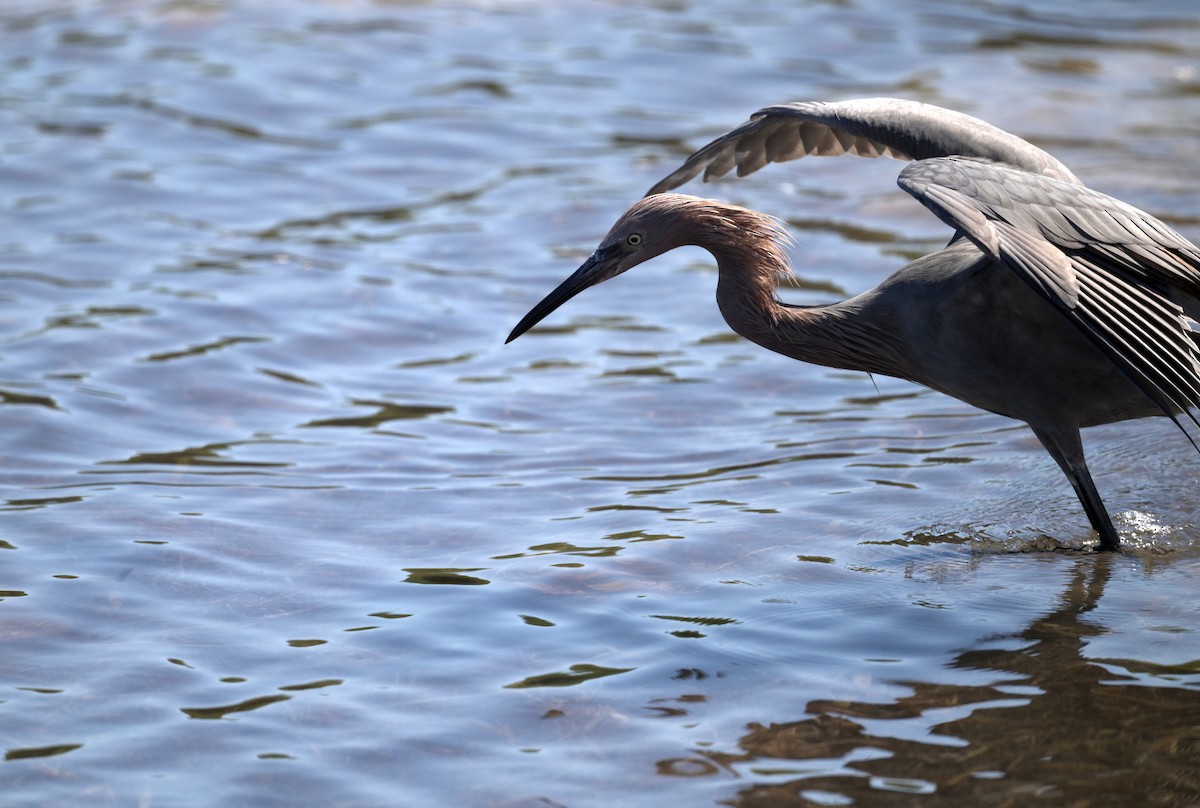 Reddish Egret - ML644494158