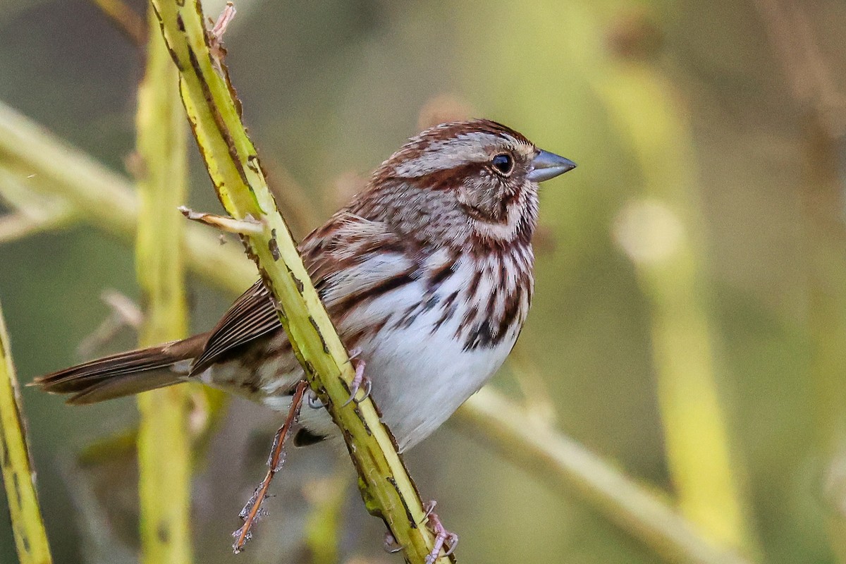 sangspurv - ML644494163