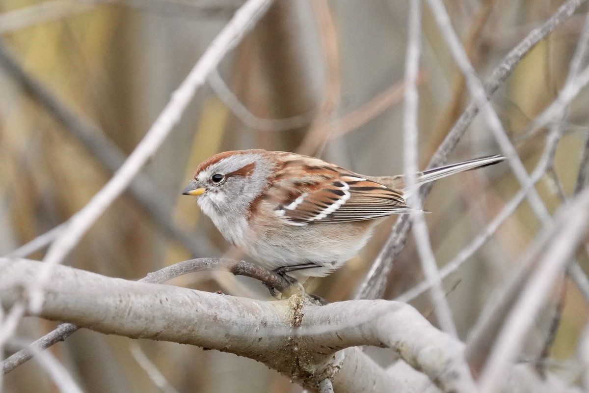 Hudson Körfezi Serçesi - ML644494164