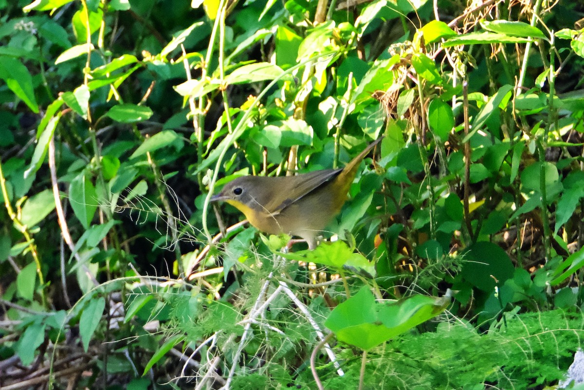 Common Yellowthroat - ML644494165