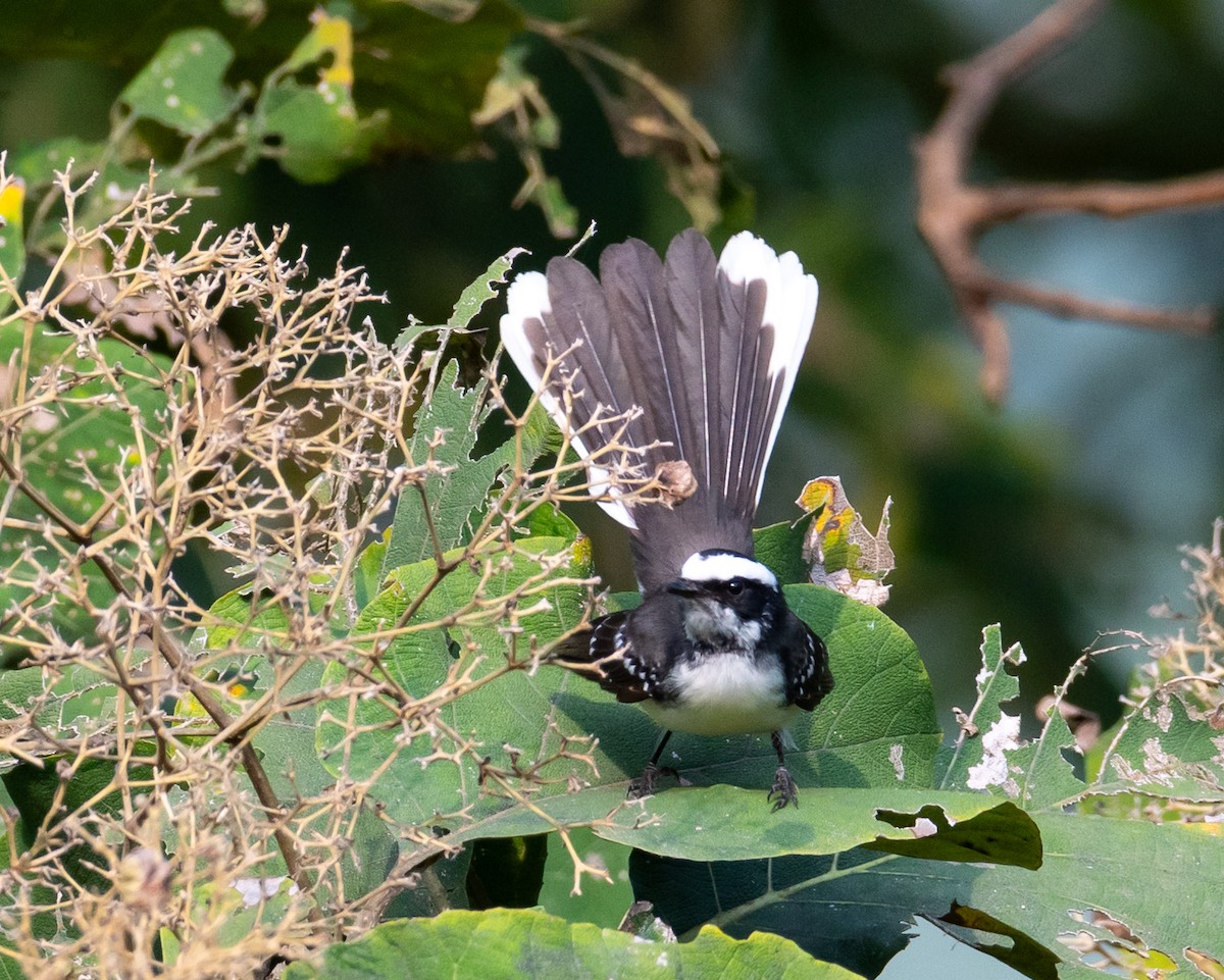 White-browed Fantail - ML644494166