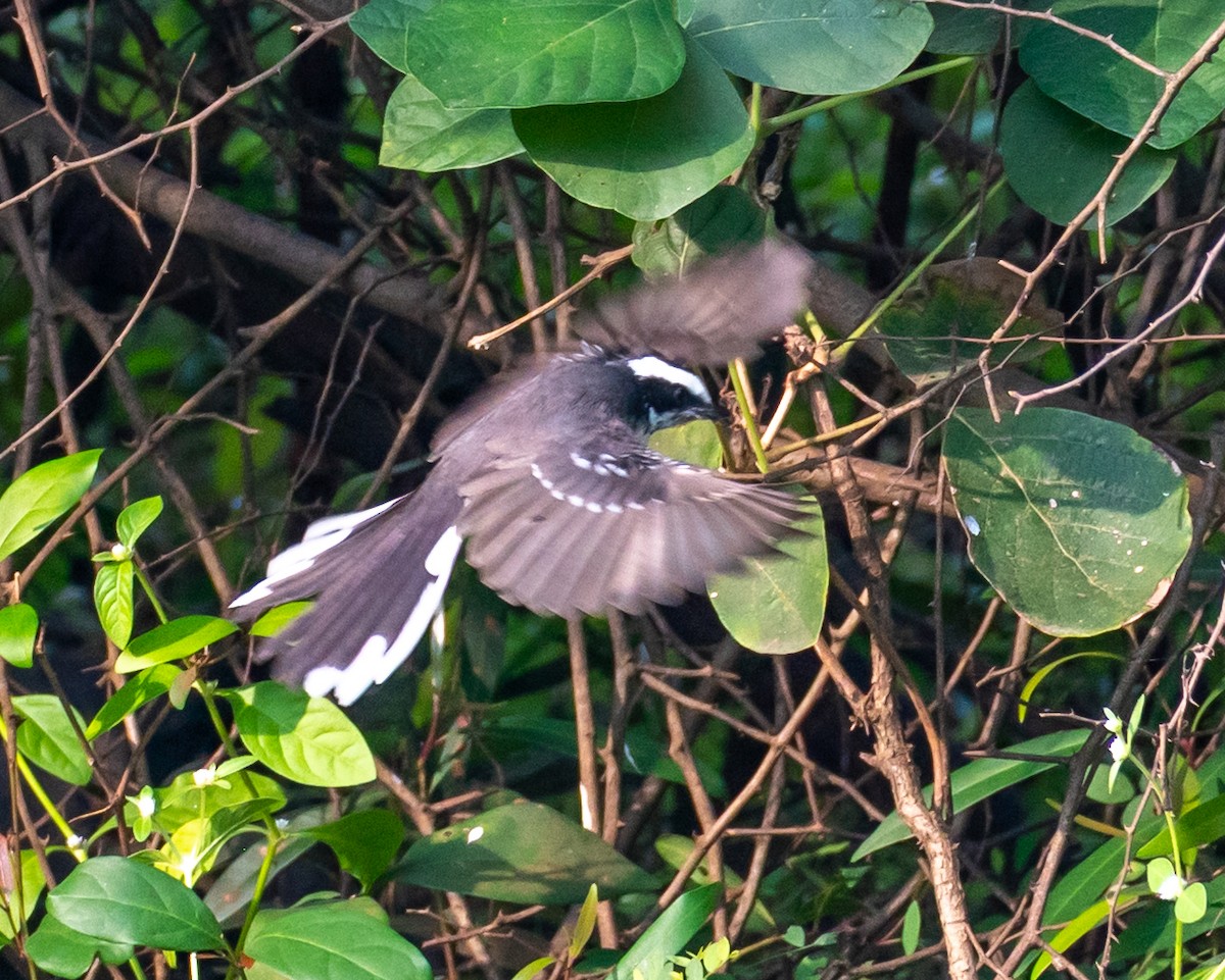 White-browed Fantail - ML644494167