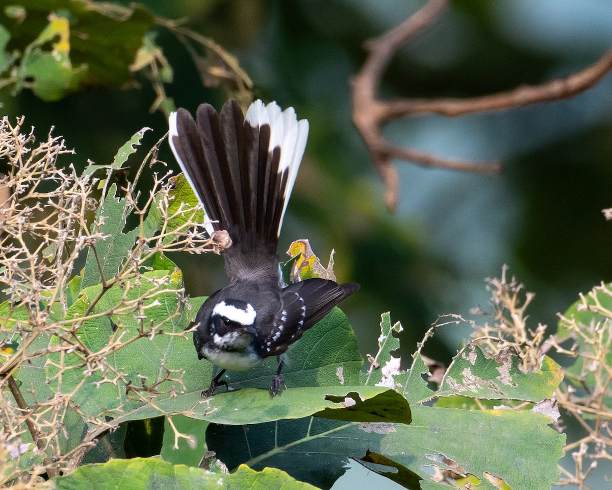 White-browed Fantail - ML644494168
