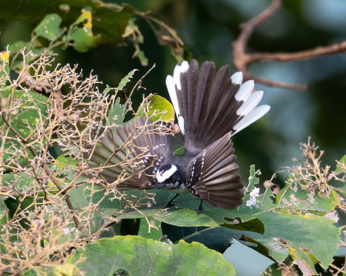White-browed Fantail - ML644494169