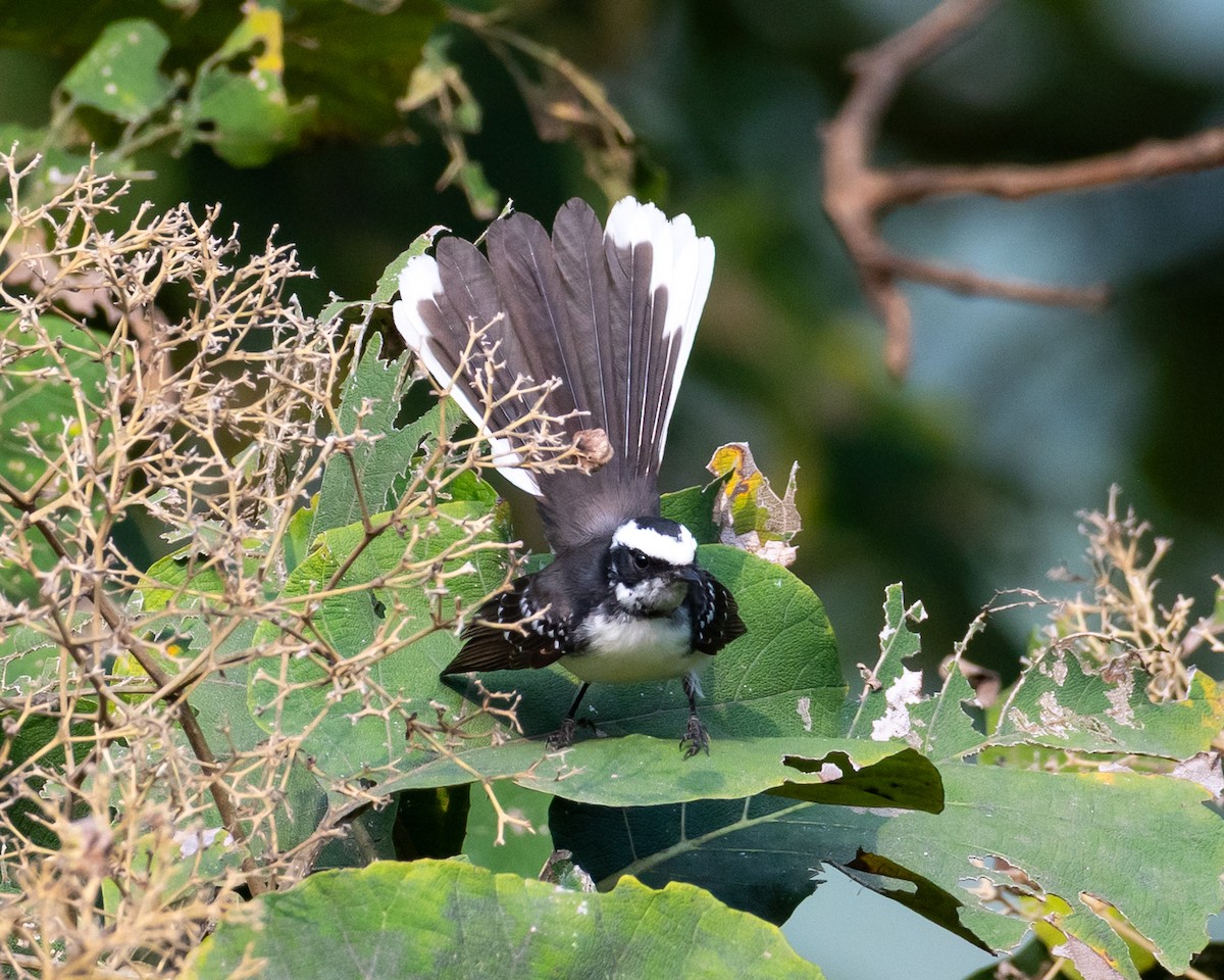 White-browed Fantail - ML644494170