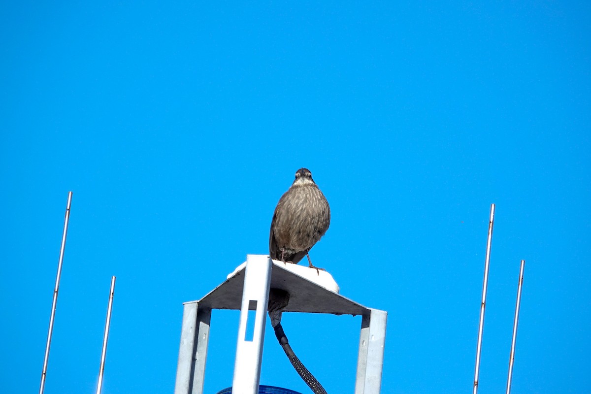 Araukarya Sinklotu - ML644494177