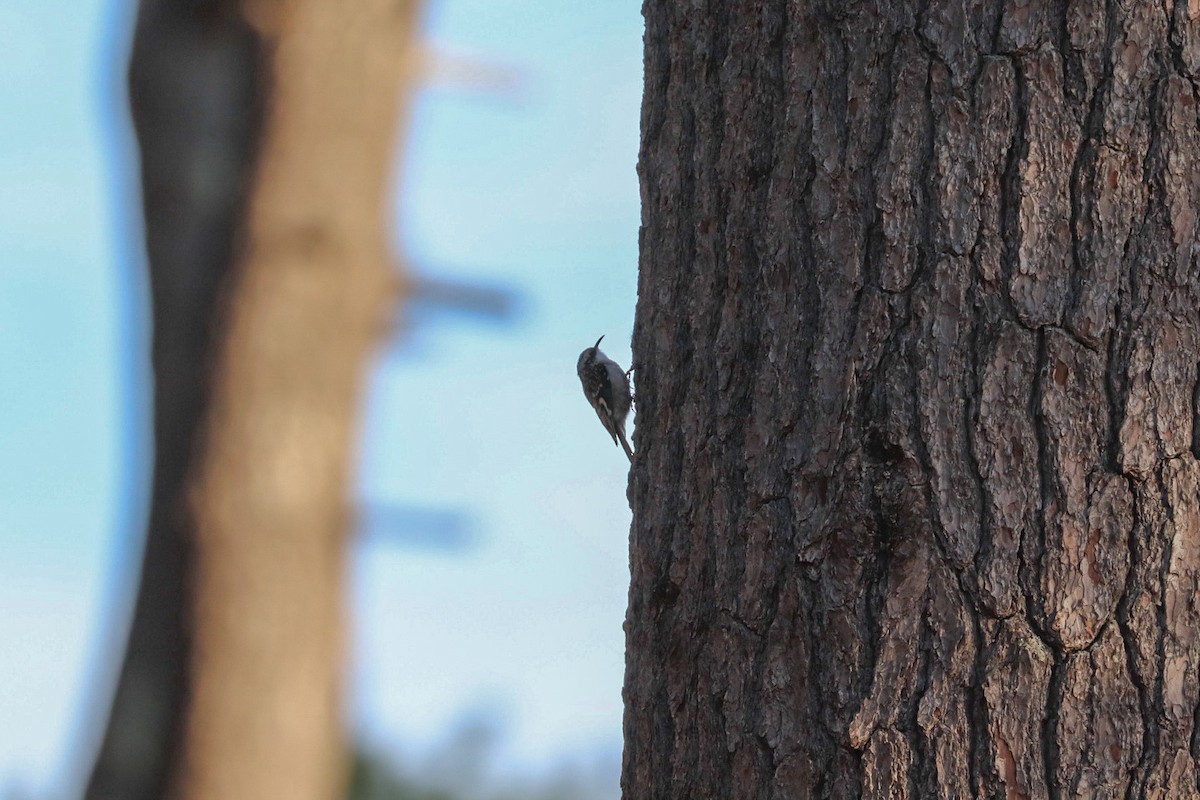 Brown Creeper - ML644494182