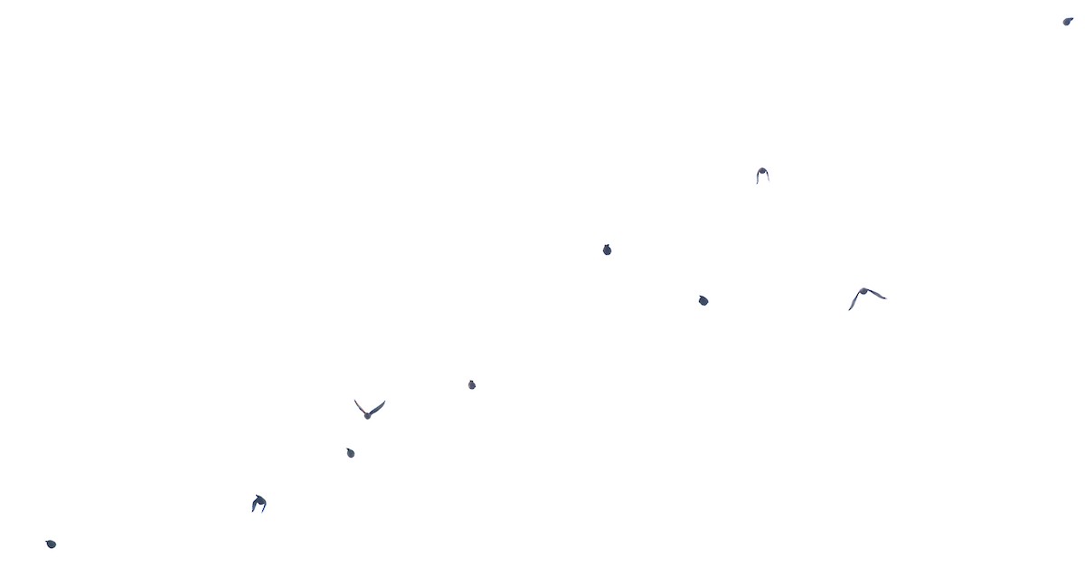 Icteridae sp. - ML644494187