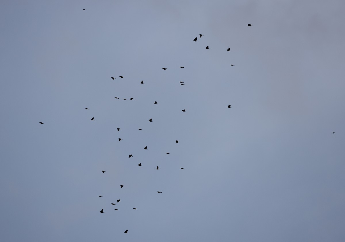 Icteridae sp. - ML644494190