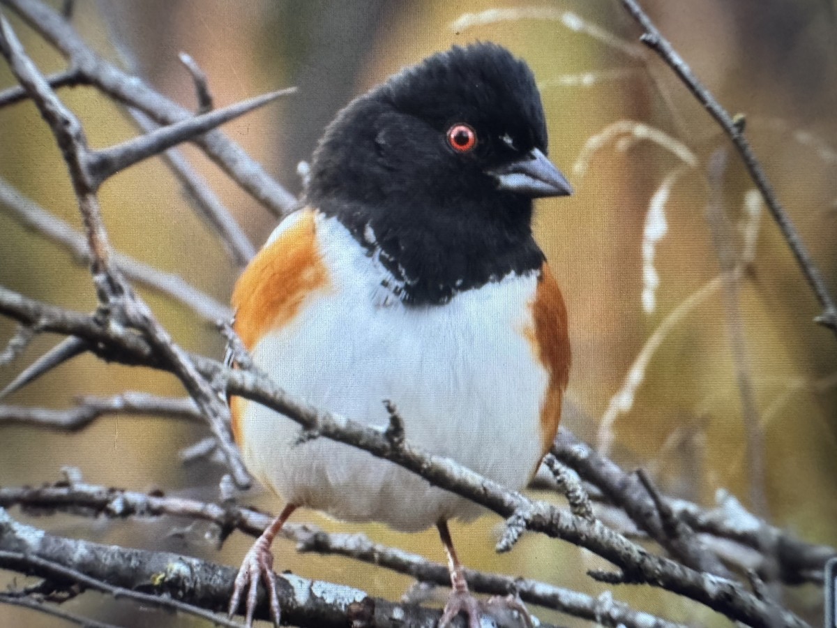 Spotted Towhee - ML644494191
