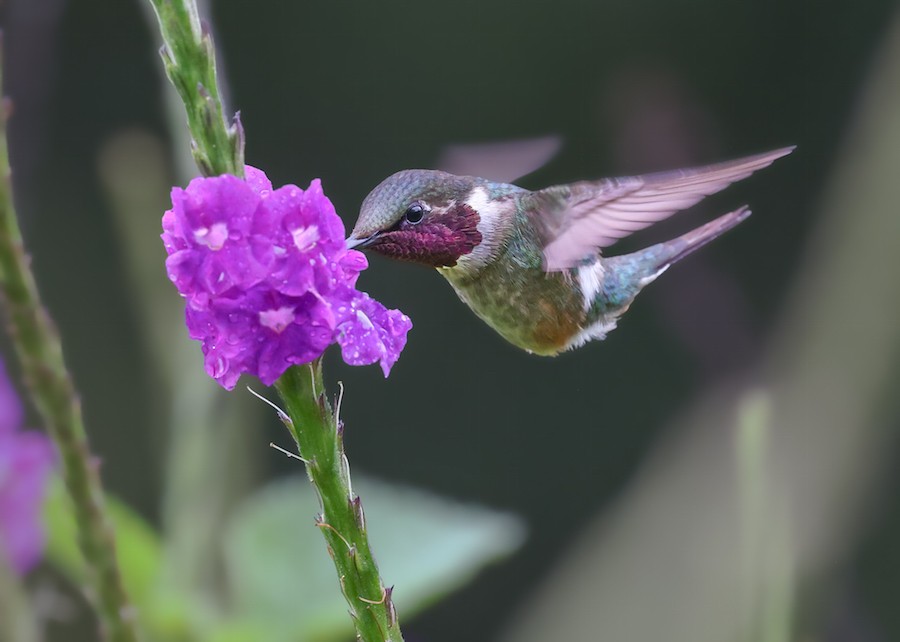 Колібрі-аметист білочеревий - ML644494192