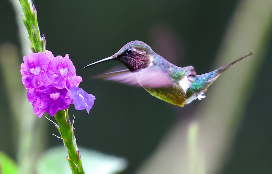 Колібрі-аметист білочеревий - ML644494193