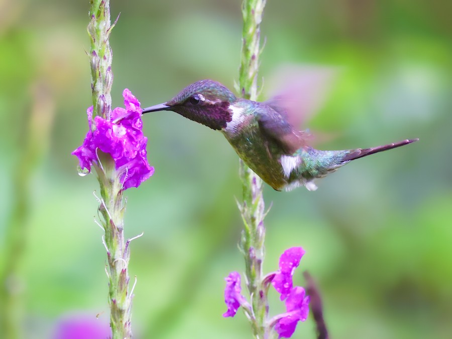 Колібрі-аметист білочеревий - ML644494194