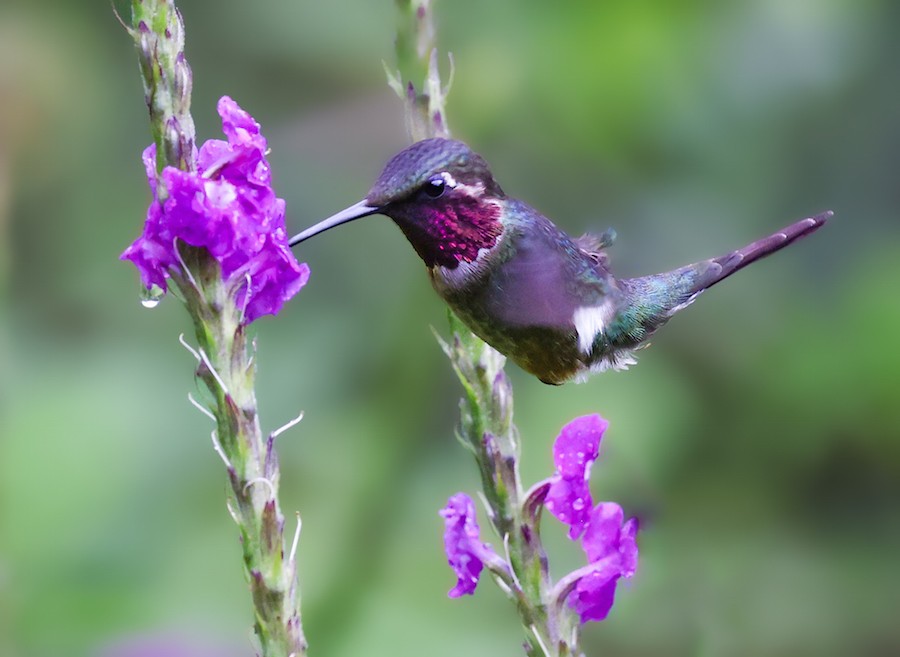 Колібрі-аметист білочеревий - ML644494195