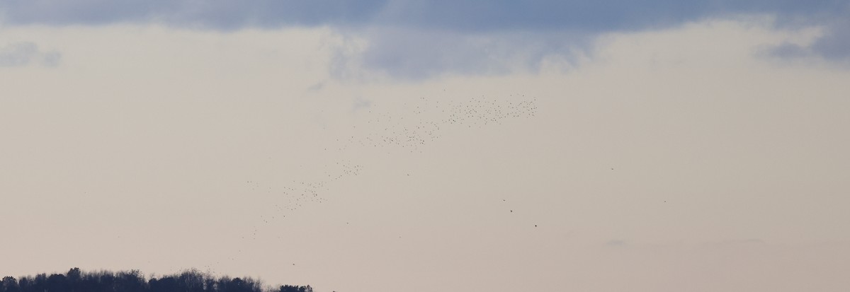 Purpurgrackel - ML644494197