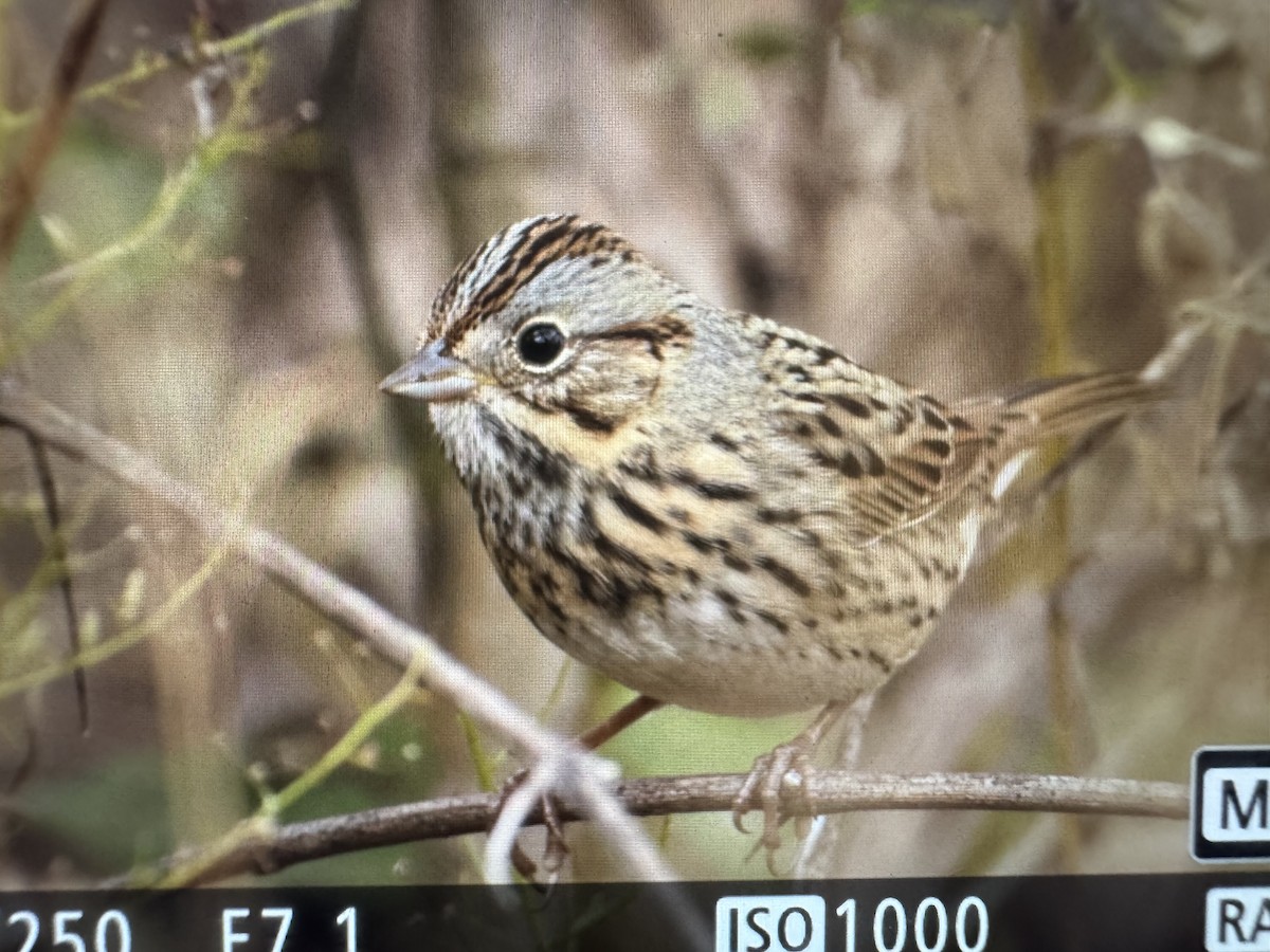 strnadec pruhohlavý - ML644494199