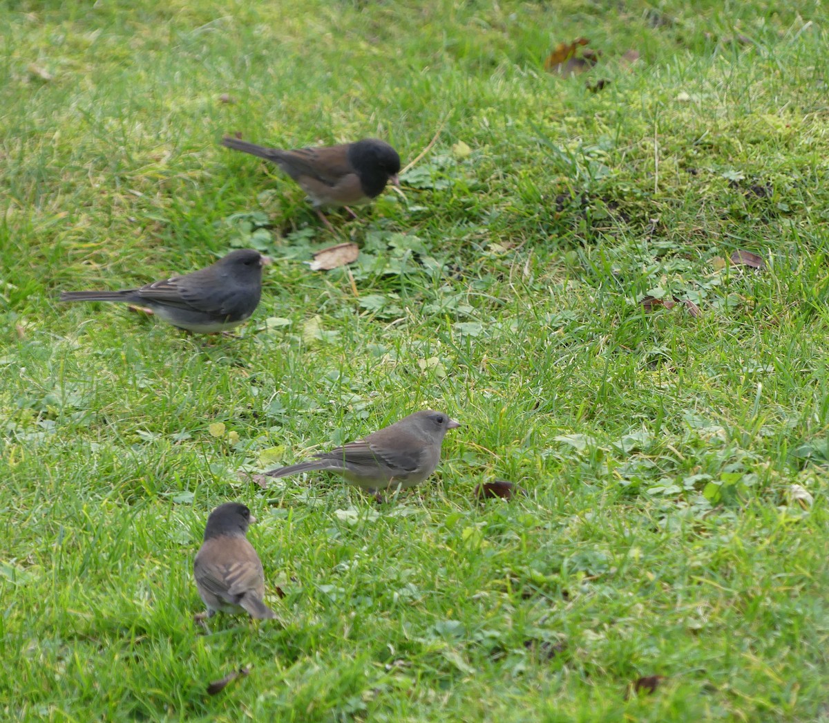 Kara Gözlü Junko - ML644494200