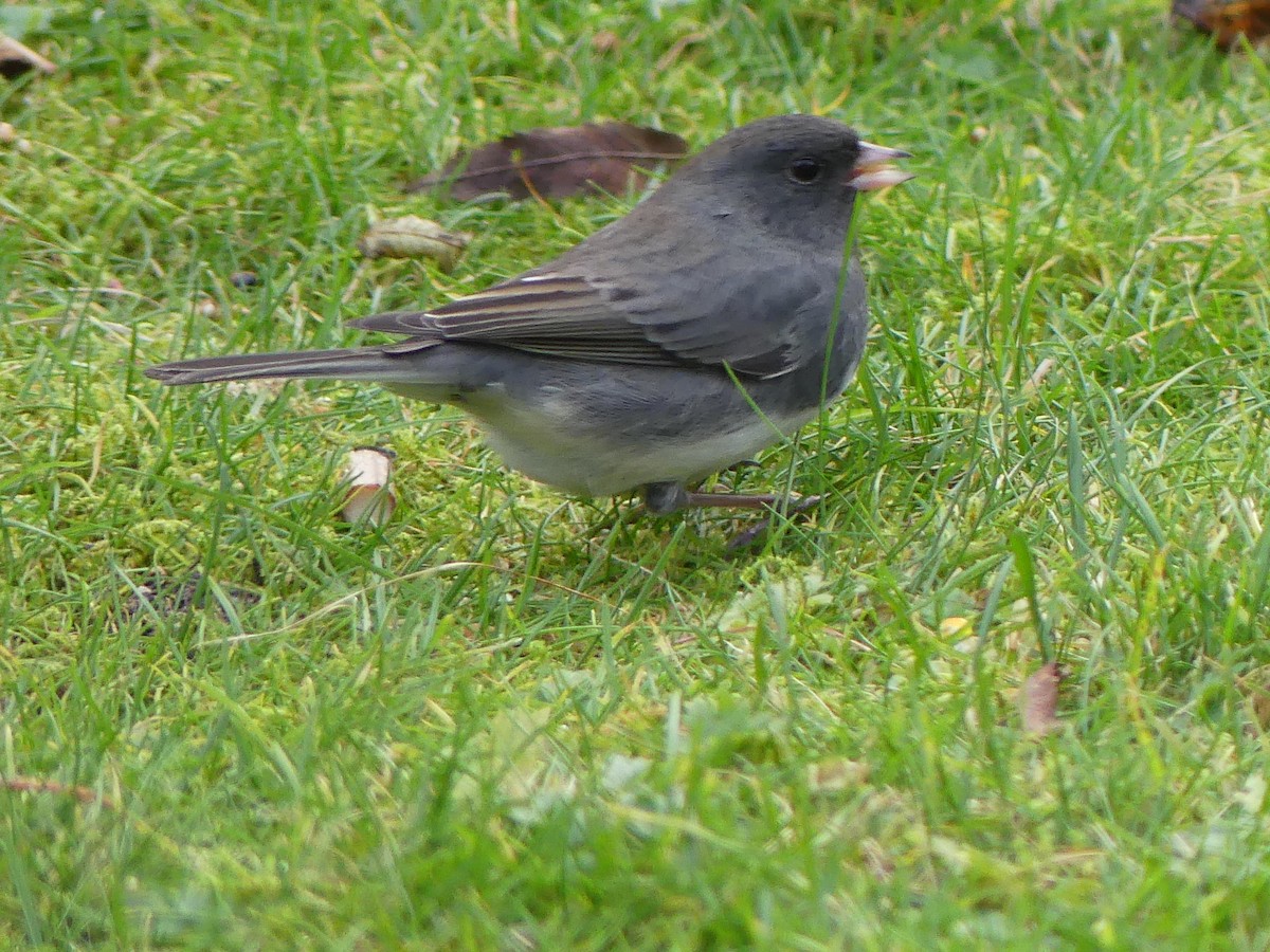 Kara Gözlü Junko - ML644494201