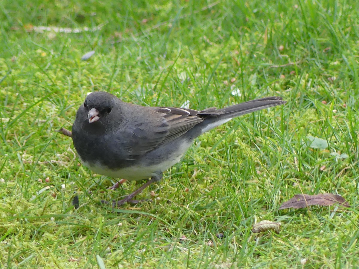 Kara Gözlü Junko - ML644494203