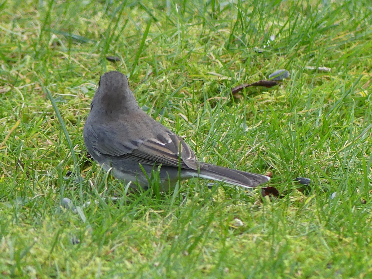 Kara Gözlü Junko - ML644494205