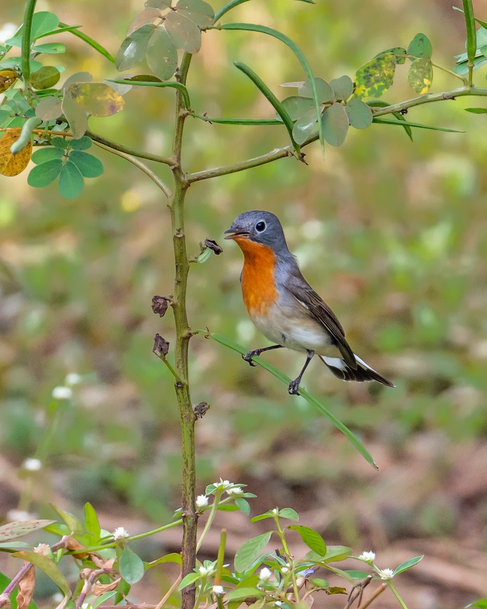 紅胸鶲 - ML644494206