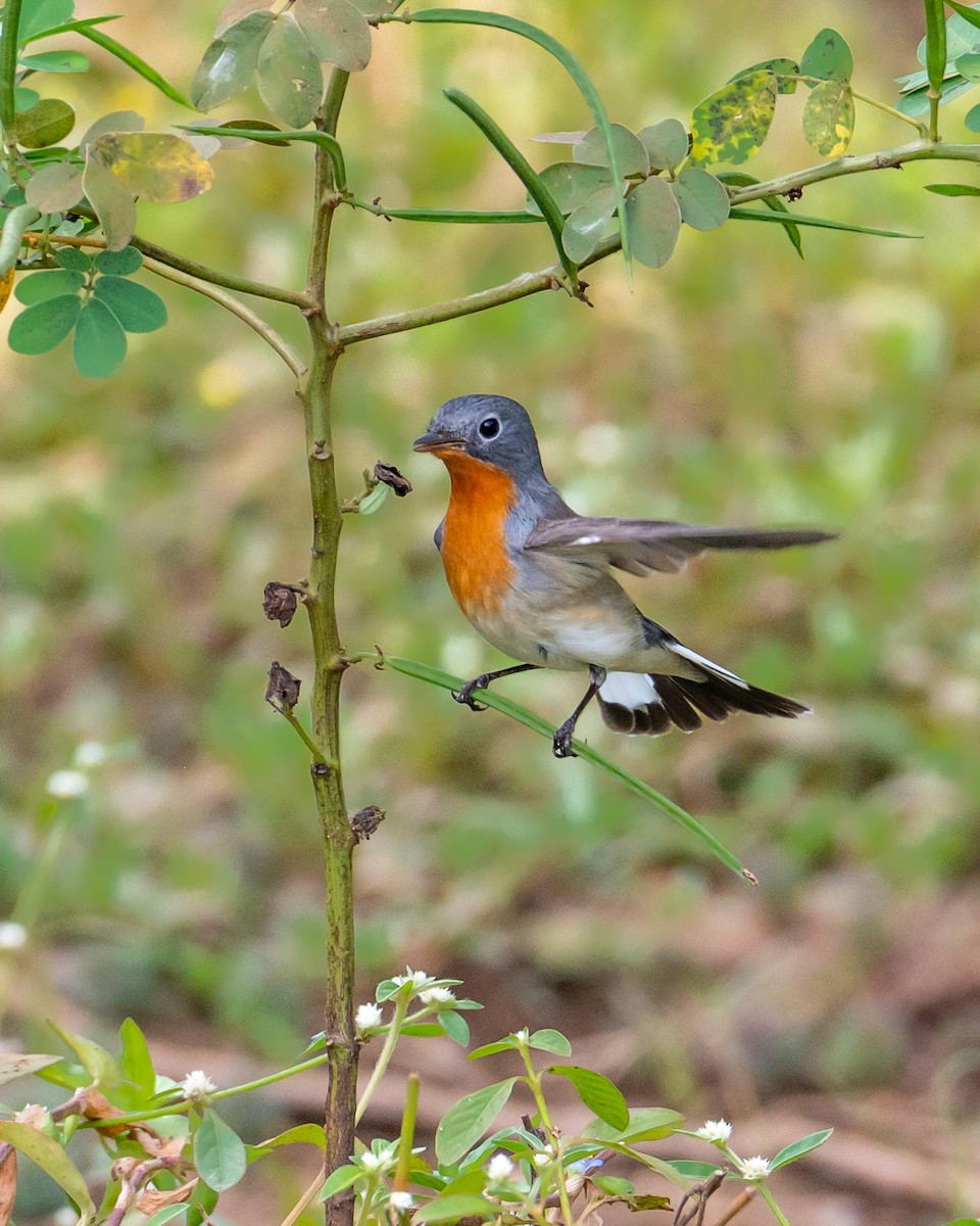 紅胸鶲 - ML644494207