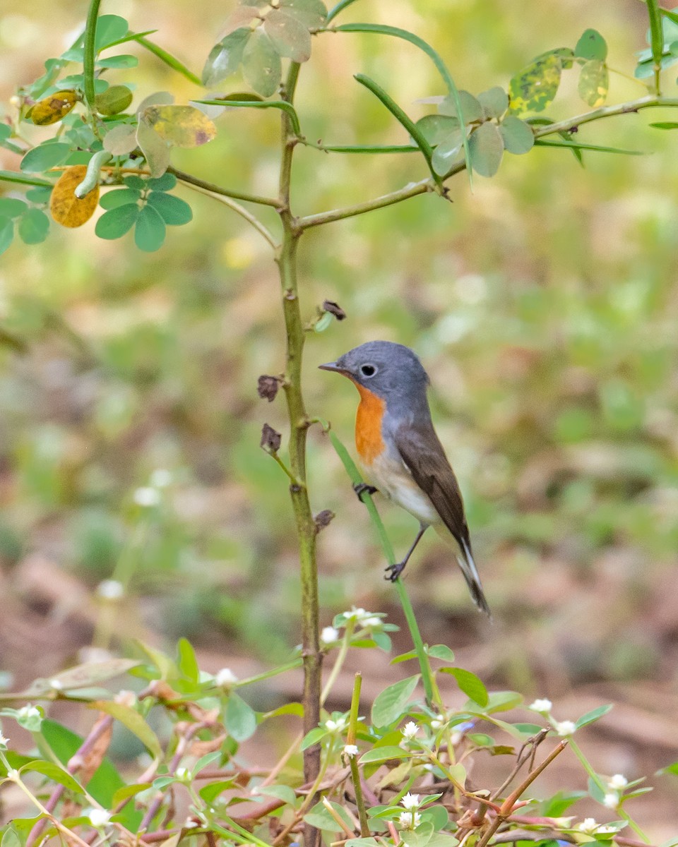 紅胸鶲 - ML644494208