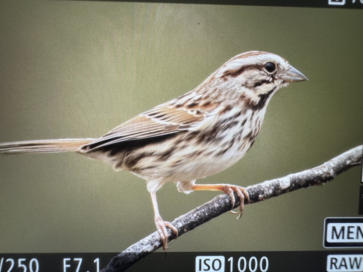 strnadec zpěvný - ML644494209