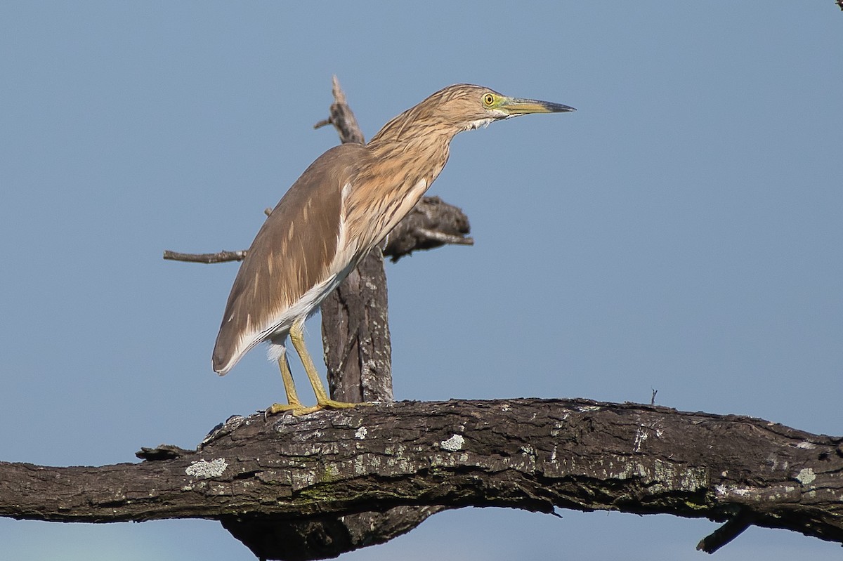 印度池鷺 - ML644494212