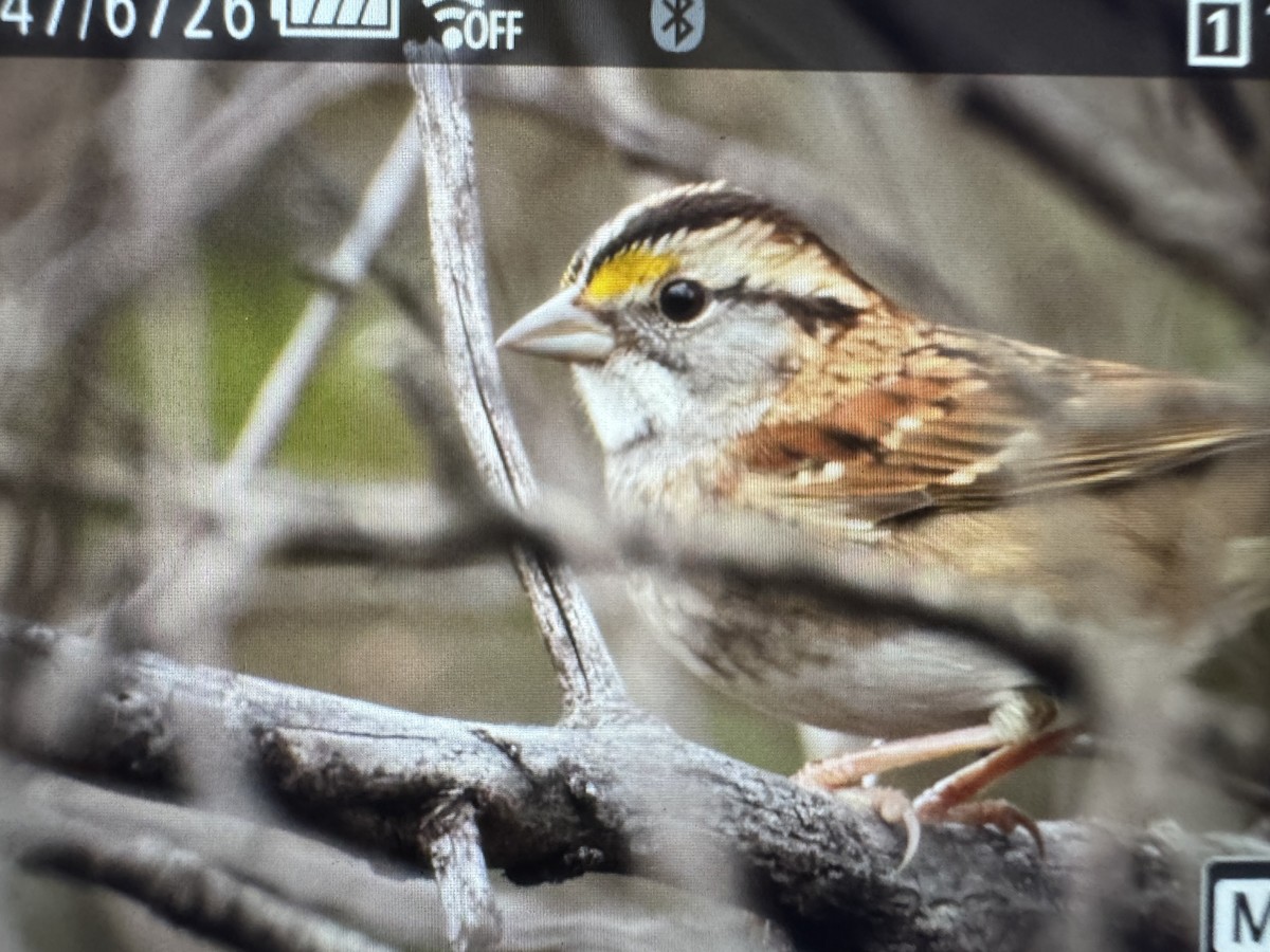 strnadec bělohrdlý - ML644494216