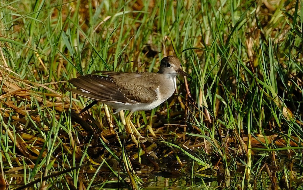 Spotted Sandpiper - ML644494217