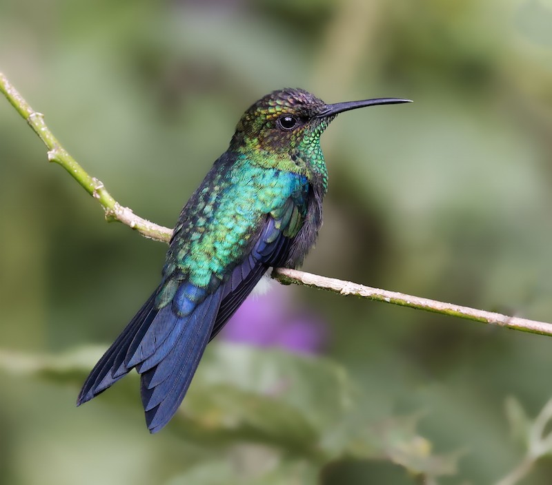 Fork-tailed Woodnymph - ML644494218