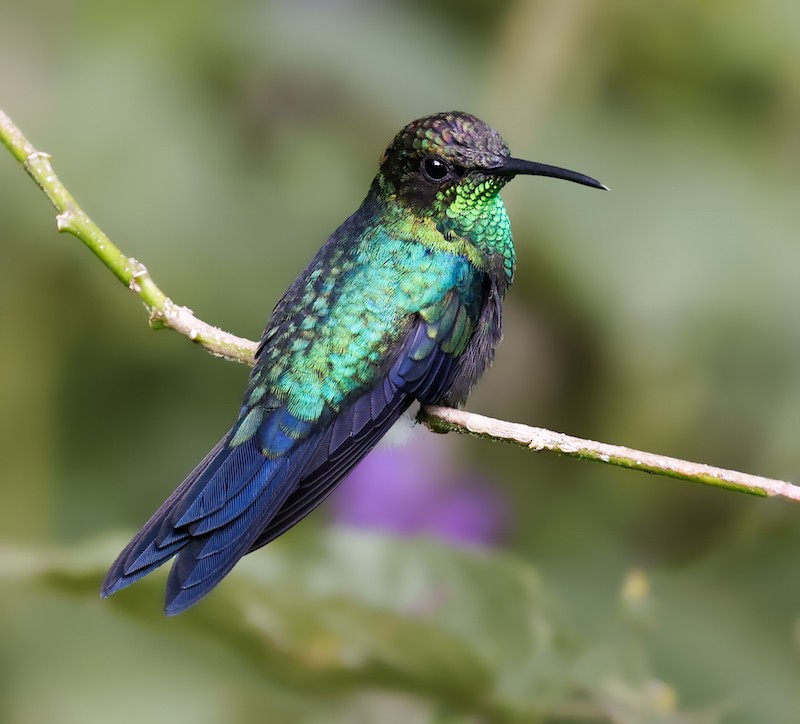 Fork-tailed Woodnymph - ML644494219