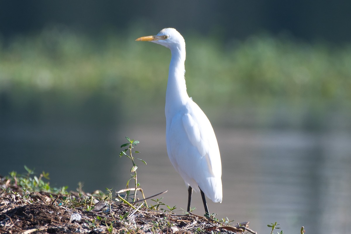 黃頭鷺 - ML644494220