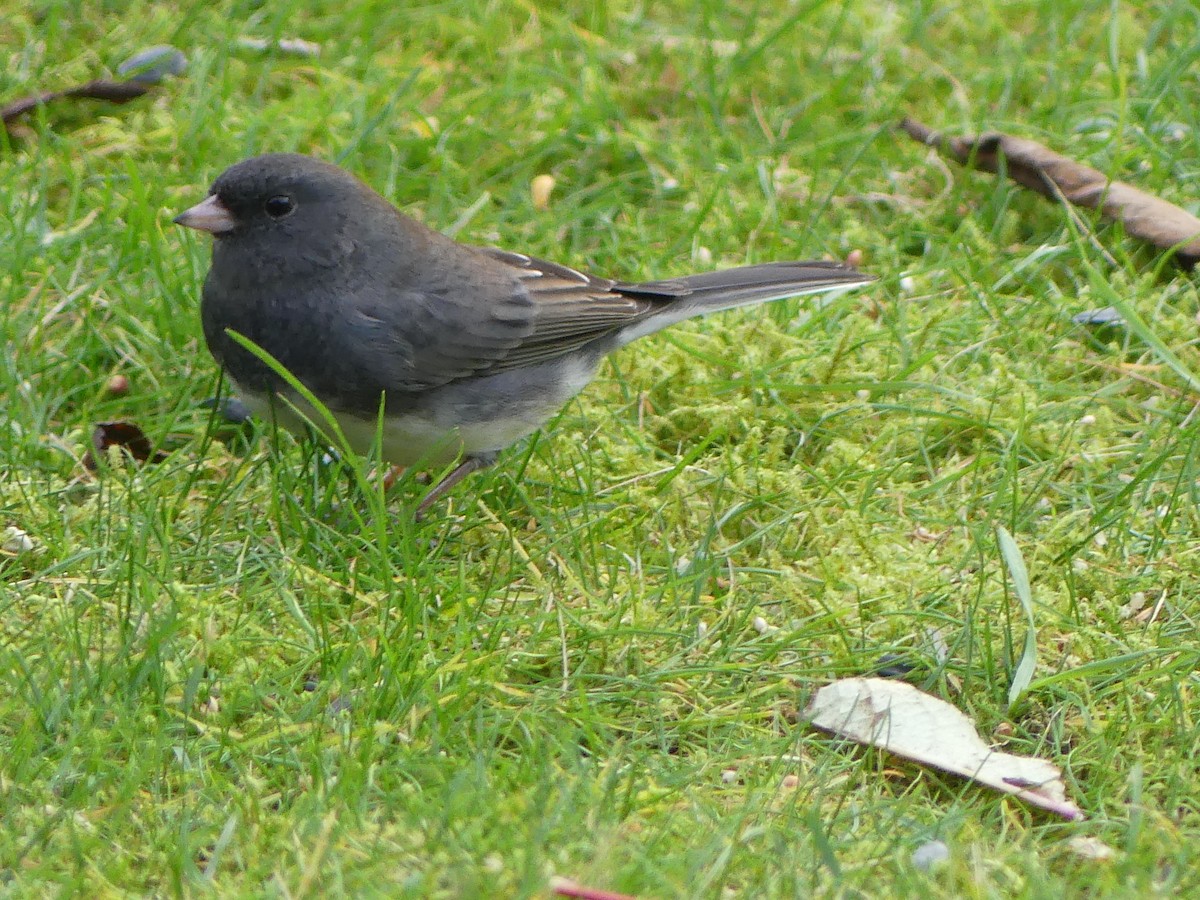 Kara Gözlü Junko - ML644494227