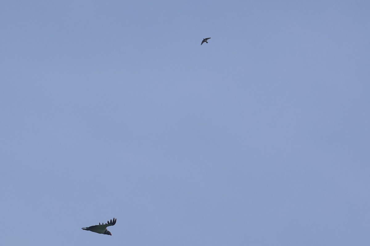 Cliff Swallow - ML644494228